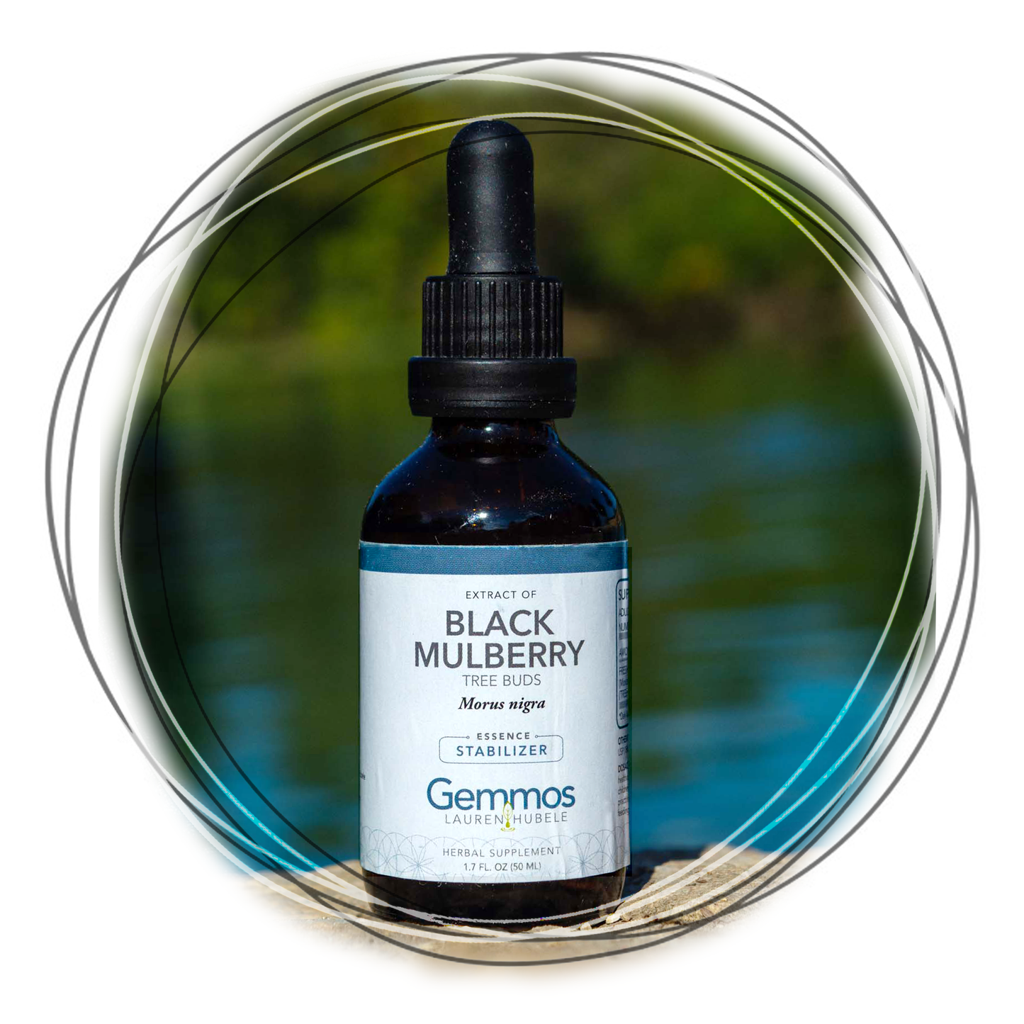 Black Mulberry, Morus nigra