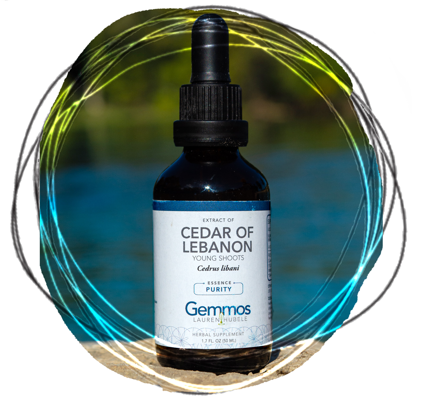 Cedar of Lebanon, Cedrus libani