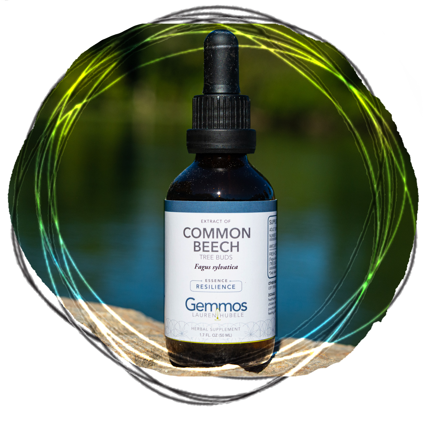 Common Beech, Fagus sylvatica