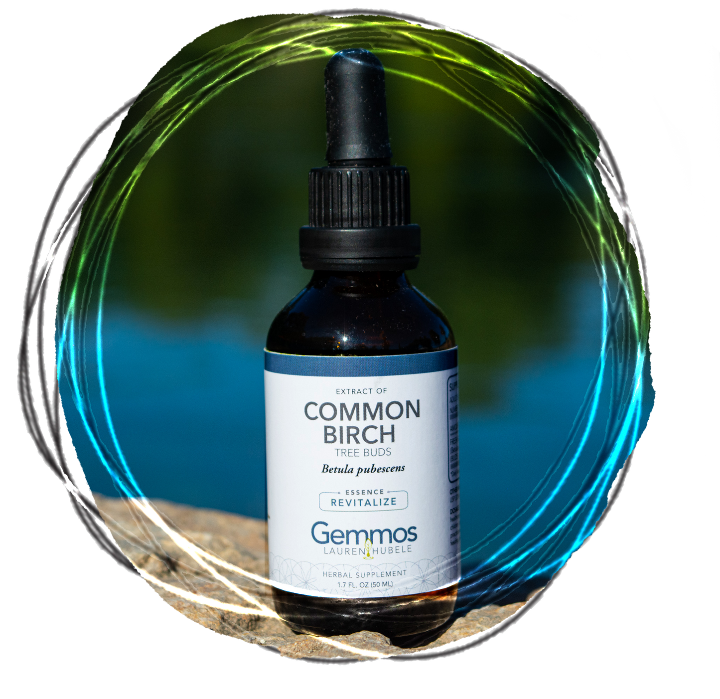 Common Birch, Betula pubescens