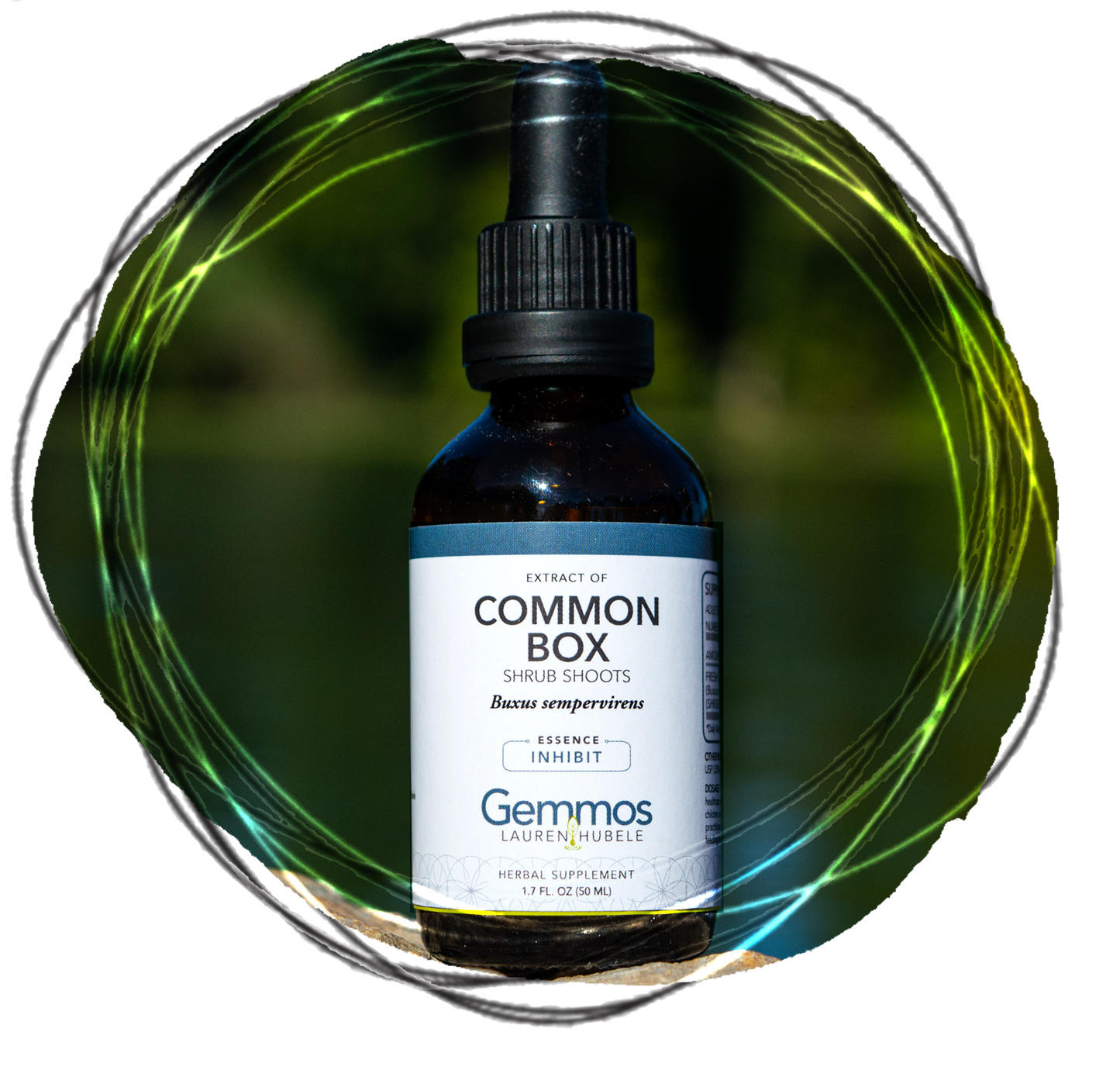 Common Box,  Buxus sempervirens