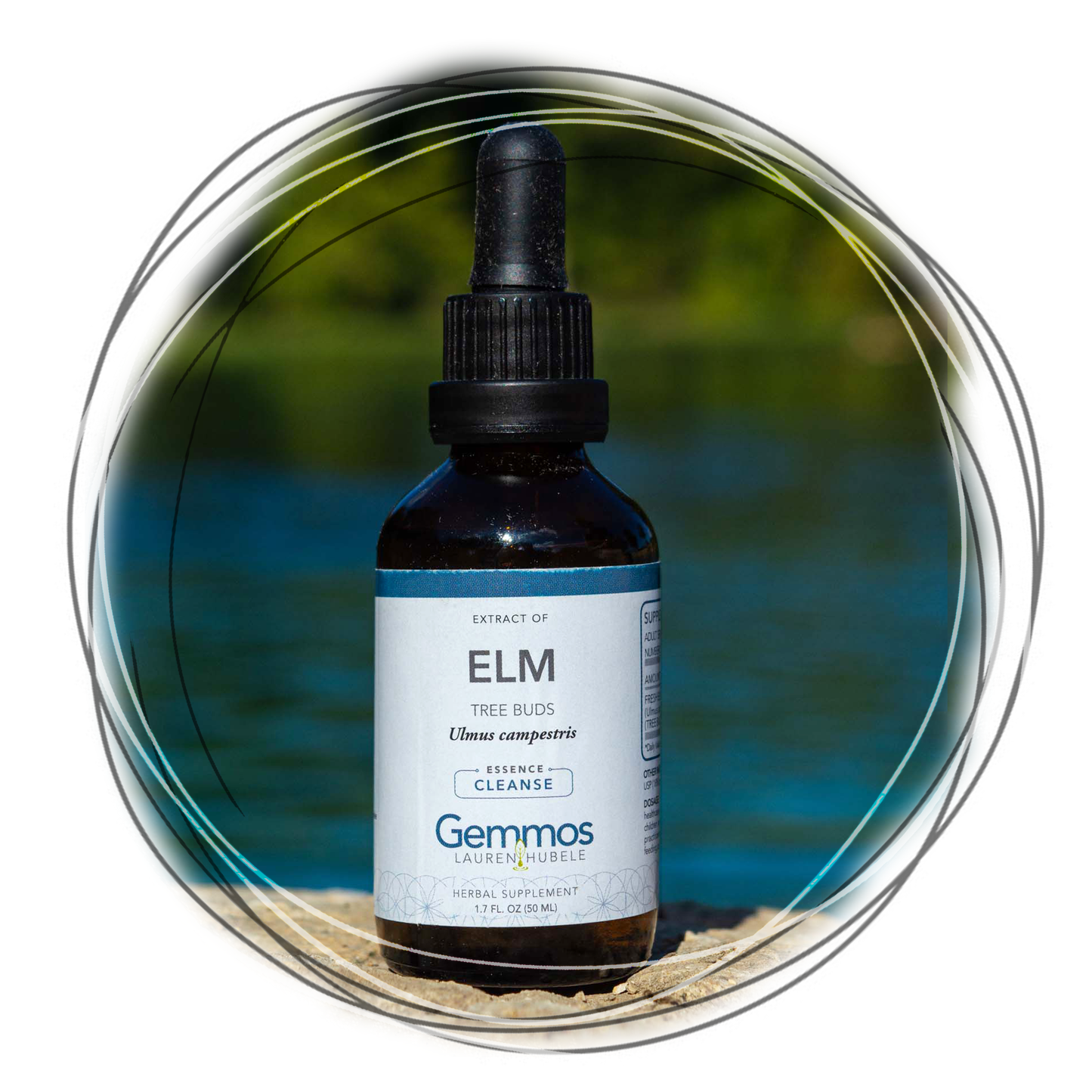 Elm, Ulmus campestris