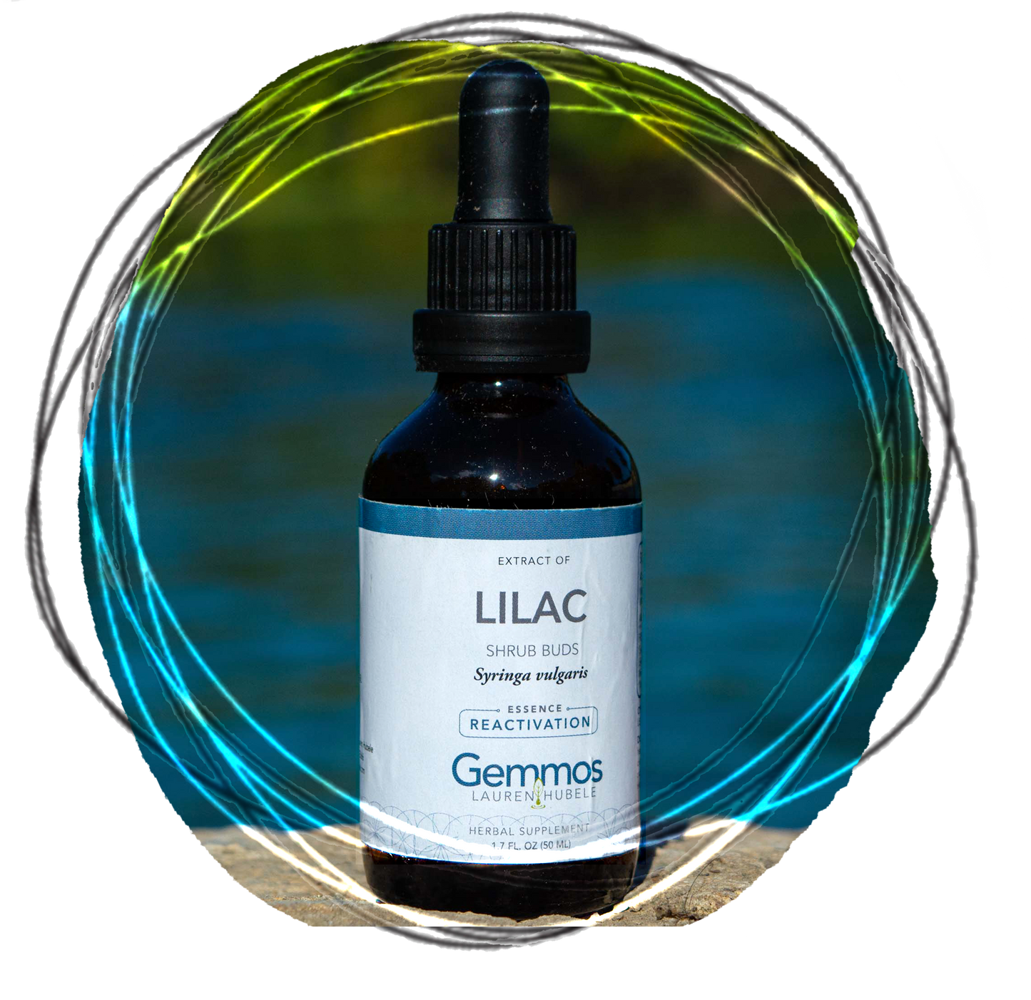 Lilac, Syringa vulgaris