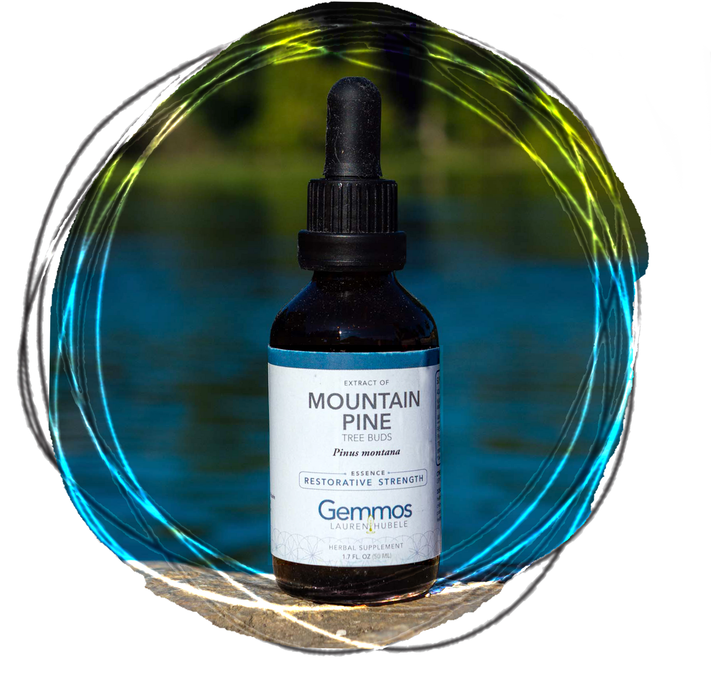 Mountain Pine, Pinus montana