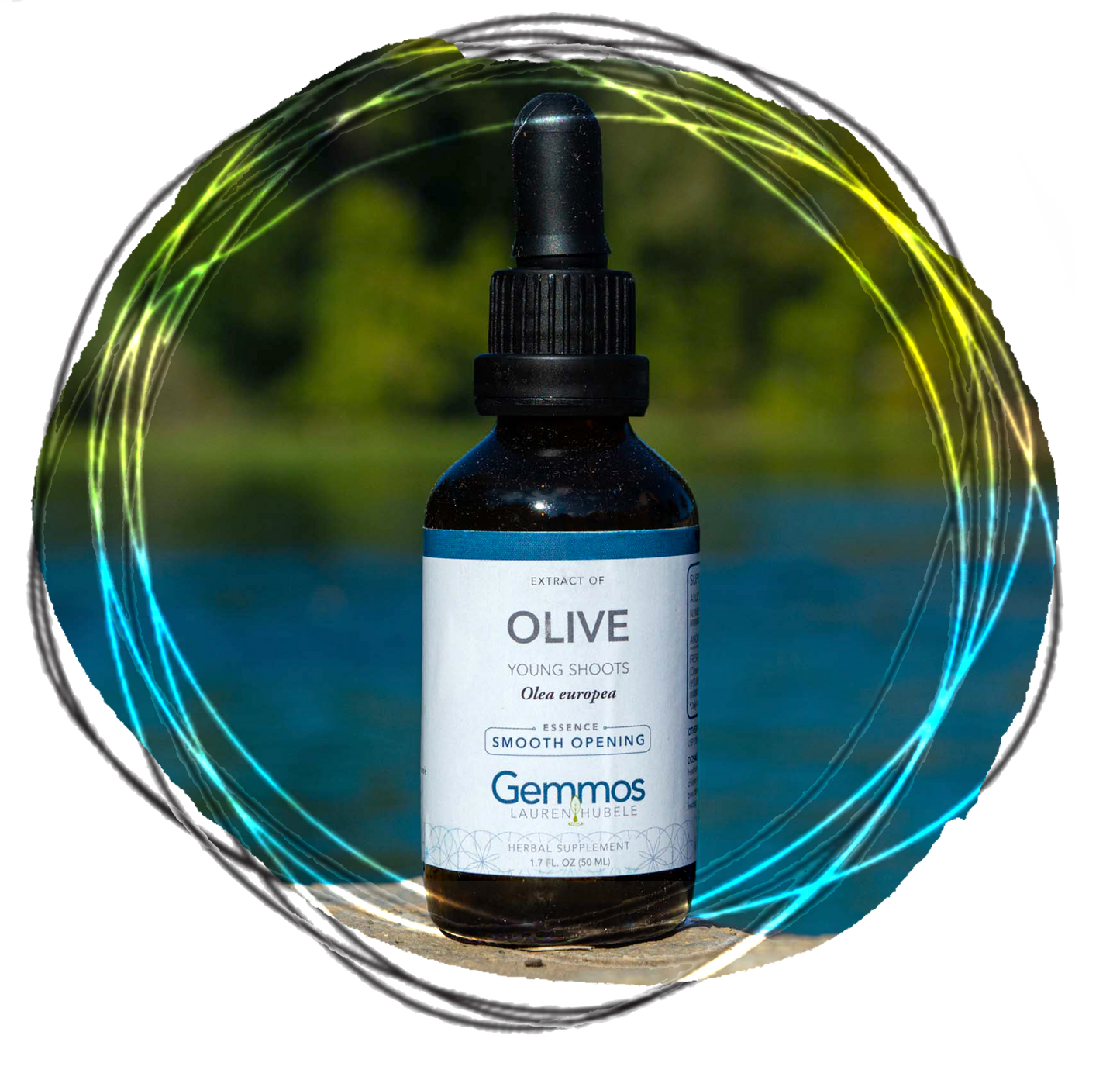 Olive, Olea europaea