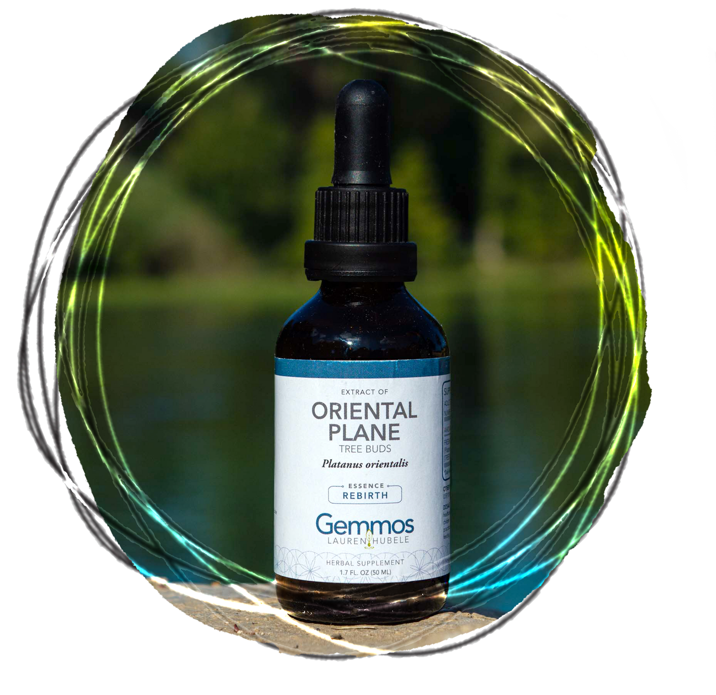 Oriental Plane, Platanus orientalis