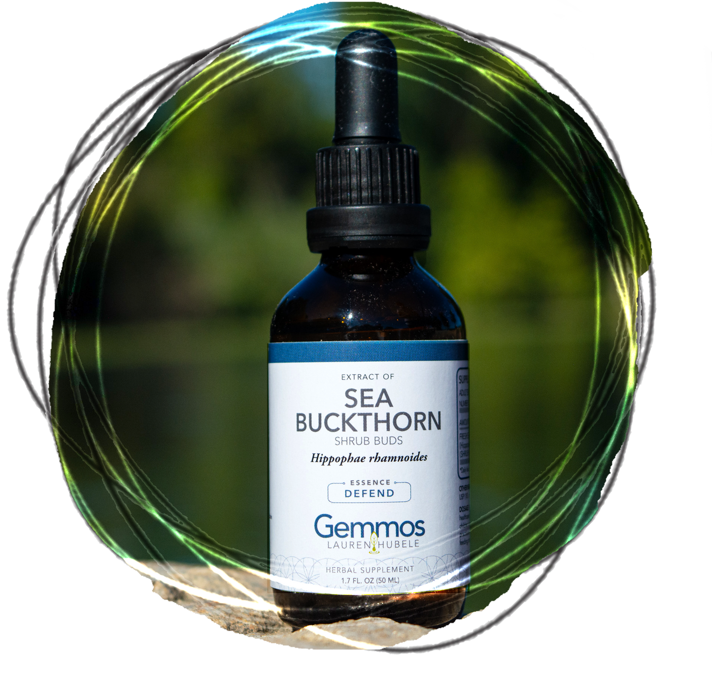 Sea Buckthorn, Hippophae rhamnoides