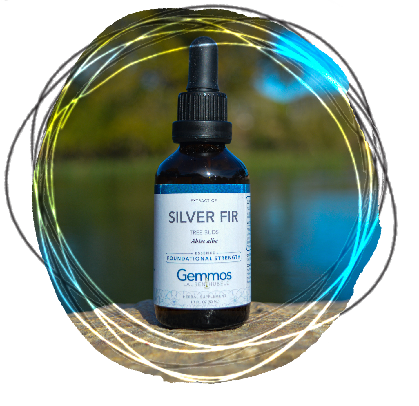 Silver Fir, Abies alba