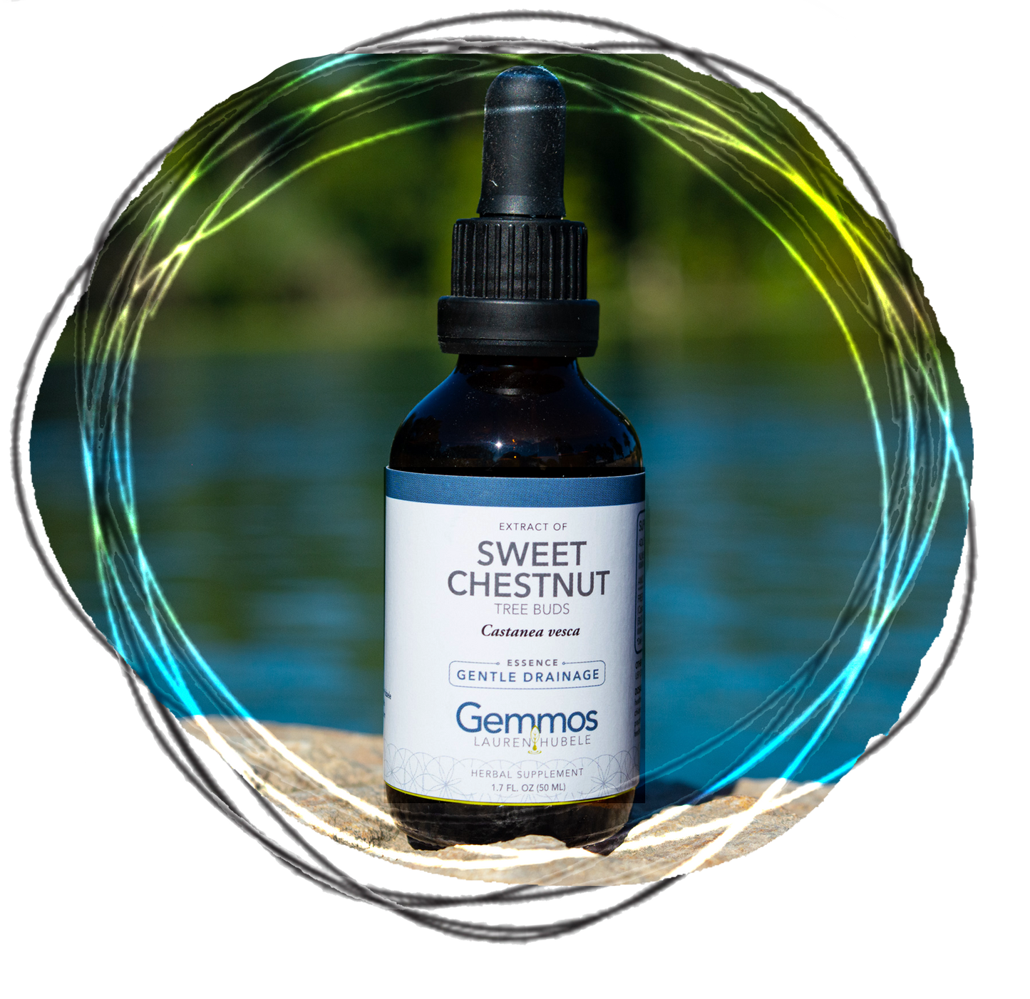 Sweet Chestnut, Castanea vesca