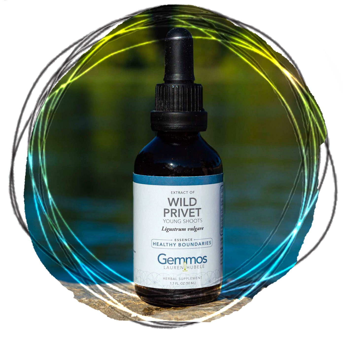 Wild Privet, Lygustrum vulgare