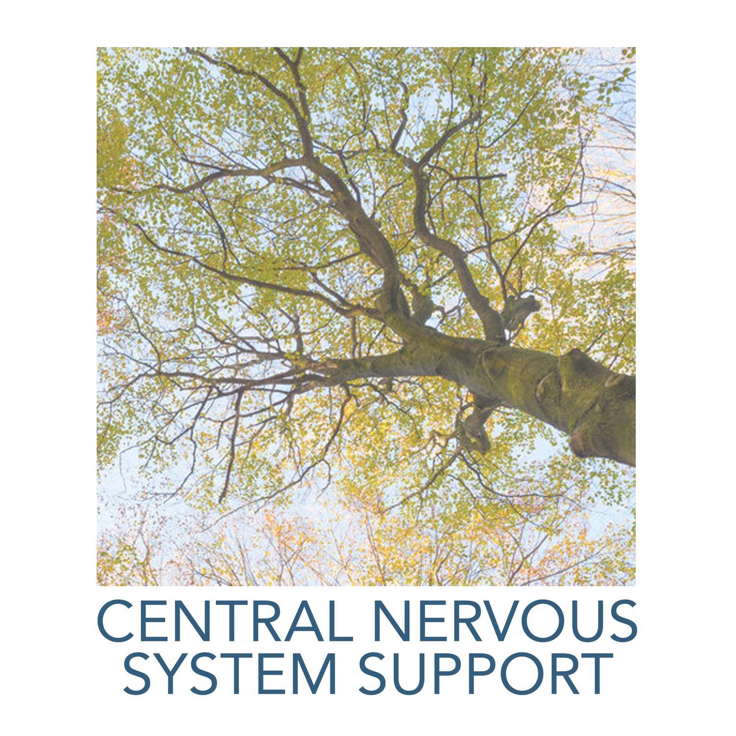 Central Nervous System Support