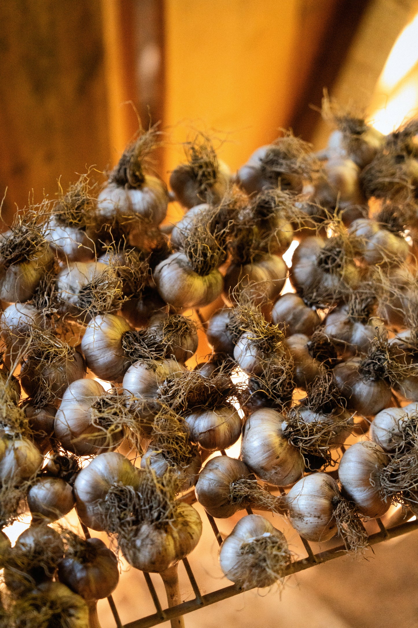 Purple Striped Hardneck Garlic (1/2 pound)
