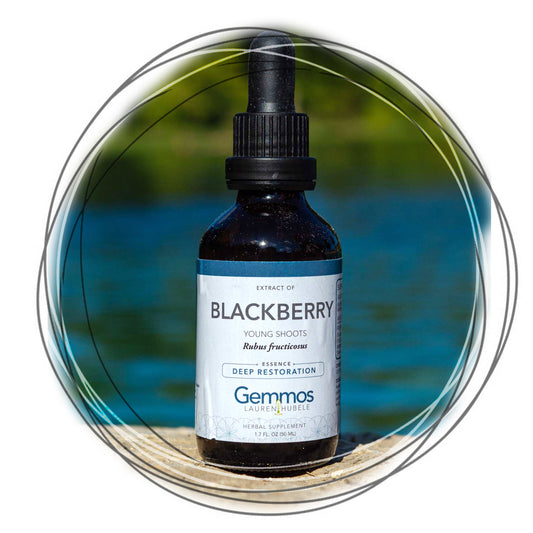 Blackberry, Rubus fructicosus