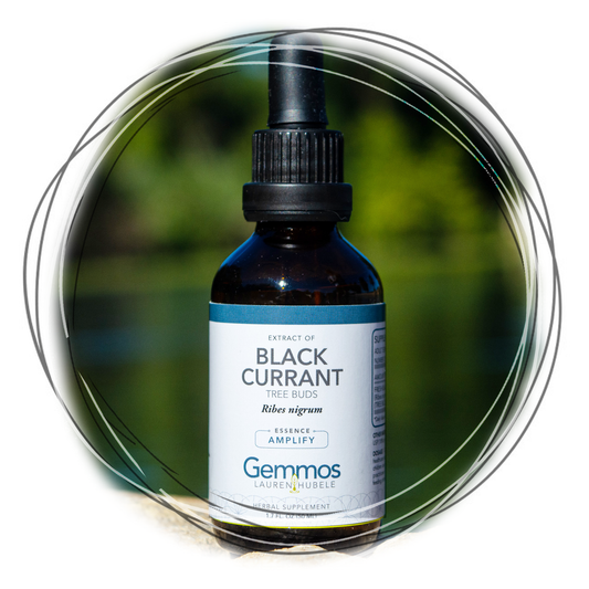 Black Currant, Ribes nigrum