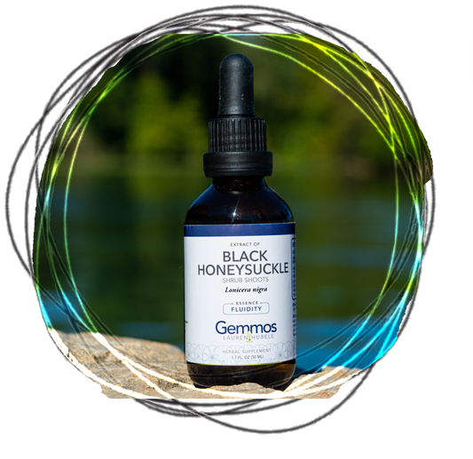 Black Honeysuckle, Lonicera nigra