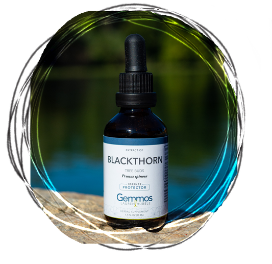 Blackthorn, Prunus spinosa