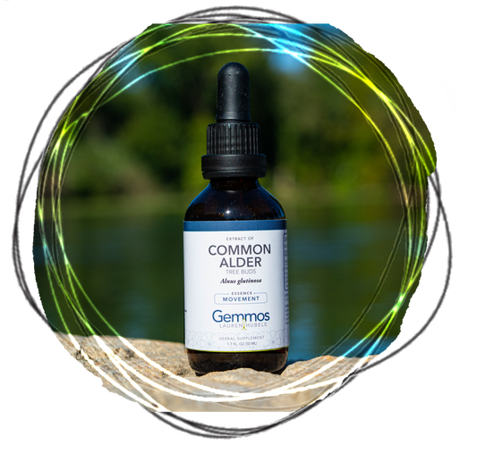 Common Alder, Alnus glutinosa