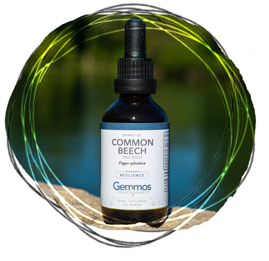 Common Beech, Fagus sylvatica