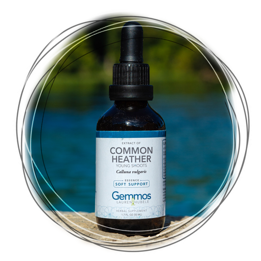 Common Heather, Calluna vulgaris