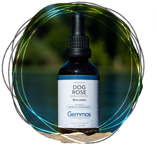 Dog Rose,  Rosa canina
