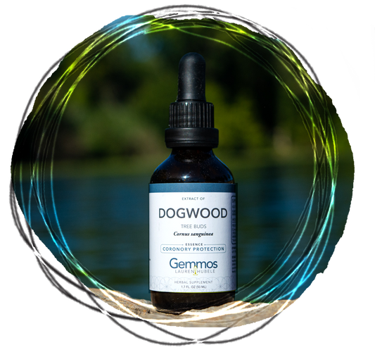 Dogwood,  Cornus sanguinea