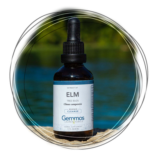 Elm, Ulmus campestris