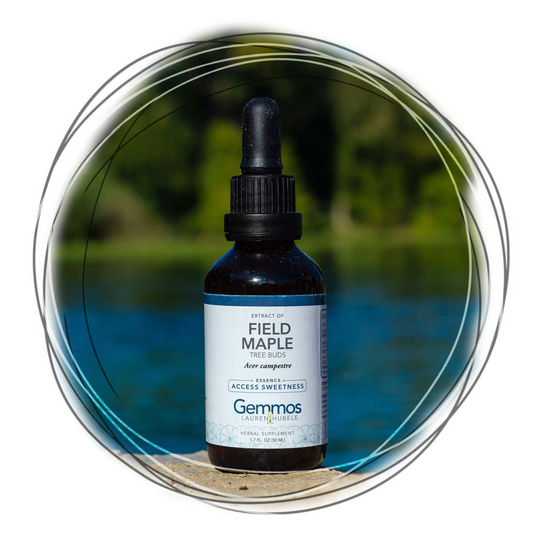 Field Maple, Acer campestre