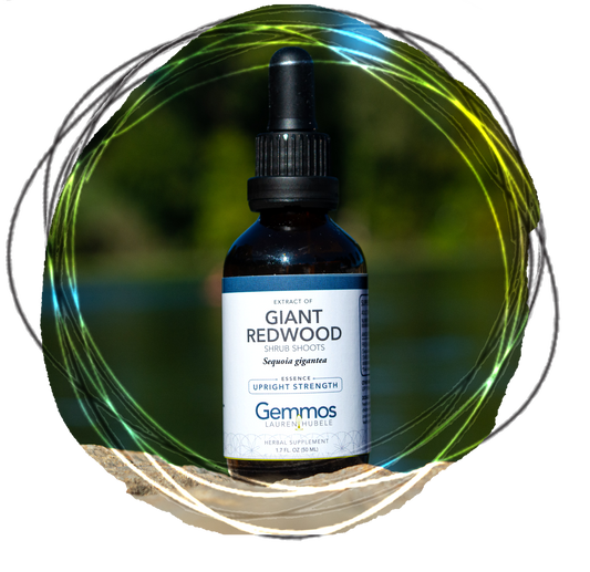 Giant Redwood, Sequoia gigantea