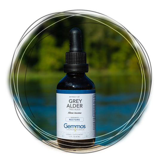 Grey Alder,  Alnus incana