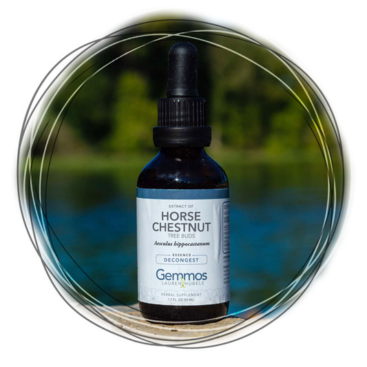 Horse Chestnut, Aesculus hippocastanum