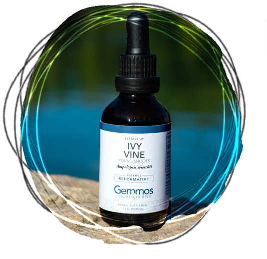 Ivy, Ampelopsis wietchii