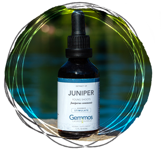 Juniper, Juniperus communis