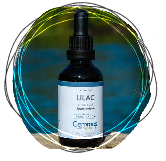 Lilac, Syringa vulgaris