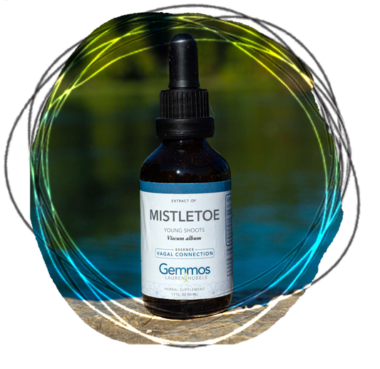 Mistletoe, Viscum album