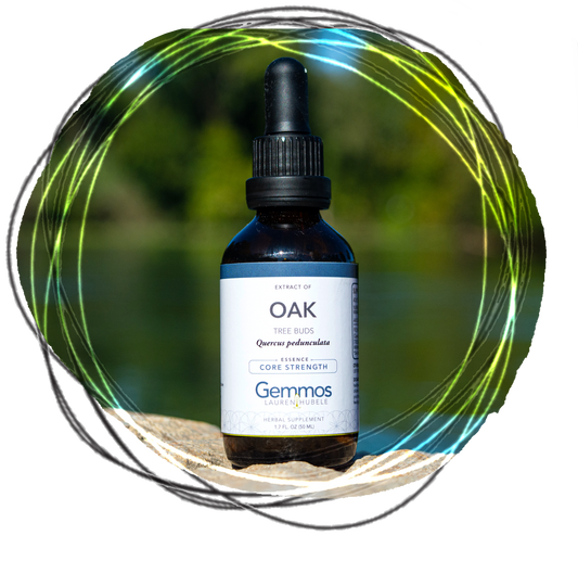 Oak, Quercus pedunculata