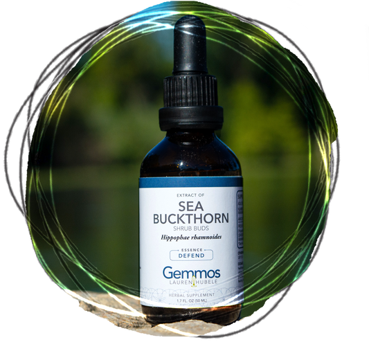 Sea Buckthorn, Hippophae rhamnoides