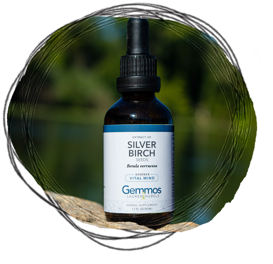 Silver Birch (Seed Extract), Betula verrucosa semmae