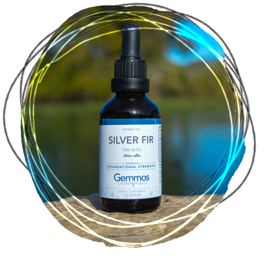 Silver Fir, Abies alba