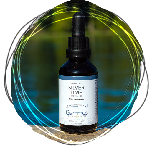 Silver Lime, Tilia tomentosa