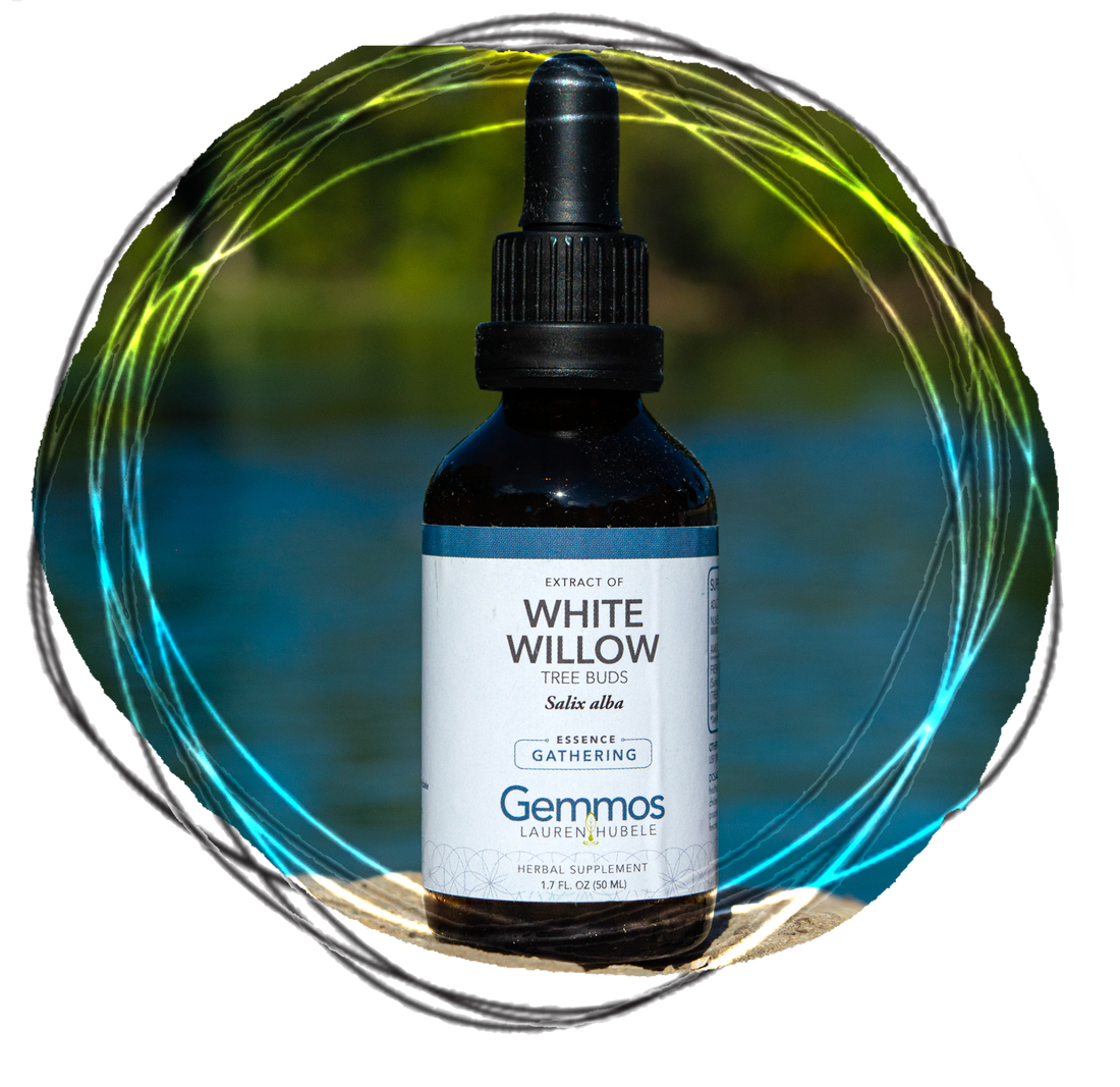 White Willow, Salix alba Gemmos Lauren Hubele