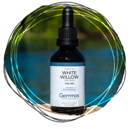 White Willow, Salix alba