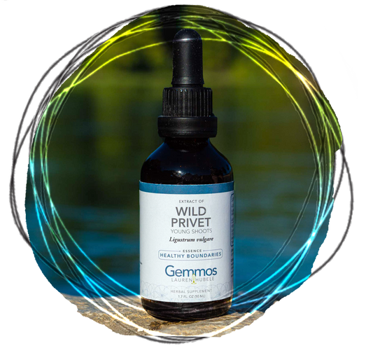 Wild Privet, Lygustrum vulgare